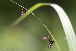 南鹿蛾 Amata sperbius