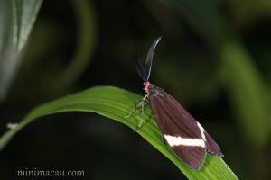 玉帶斑蛾 Pidorus atratus