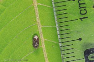 赭點扁葉蟬 Penthimia maculosa