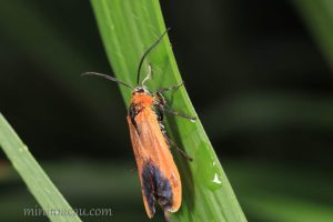 朱紅毛斑蛾 Phauda flammans