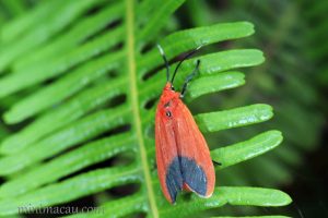 朱紅毛斑蛾 Phauda flammans