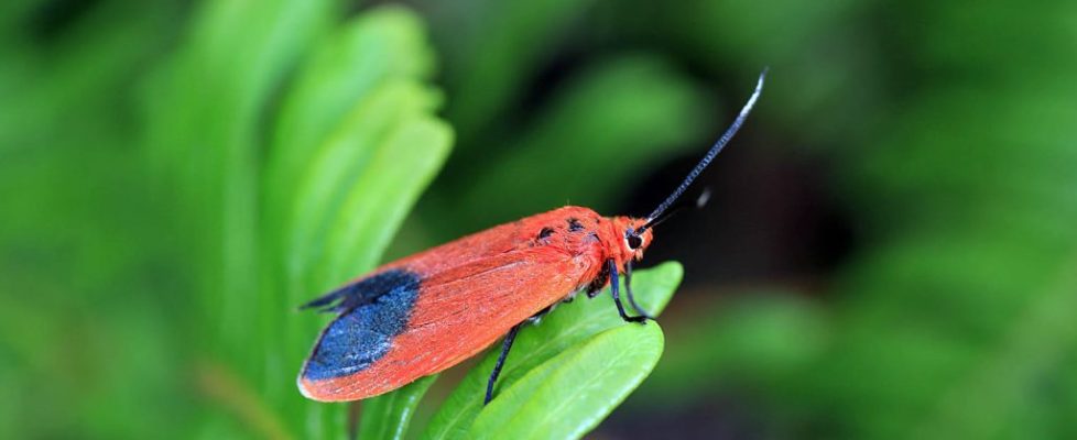 朱紅毛斑蛾 Phauda flammans