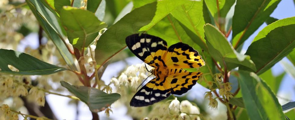 豹尺蛾 Dysphania militaris