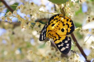 豹尺蛾 Dysphania militaris