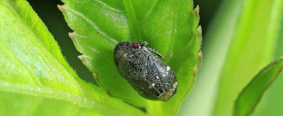 赭點扁葉蟬 Penthimia maculosa