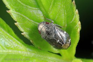 赭點扁葉蟬 Penthimia maculosa