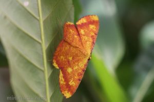 赤粉尺蛾 Eumelea biflavata