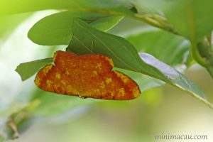 赤粉尺蛾 Eumelea biflavata