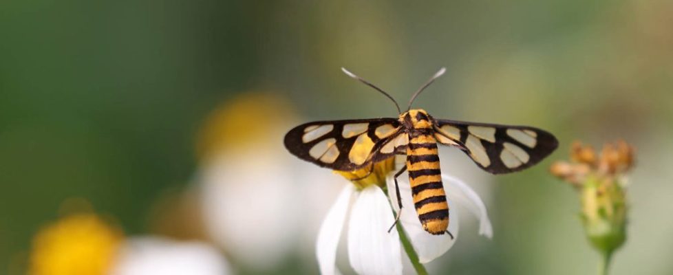 多紋鹿蛾 Amata polymita