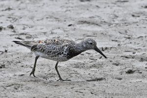 大濱鷸 Calidris tenuirostris