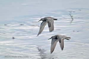 大濱鷸 Calidris tenuirostris