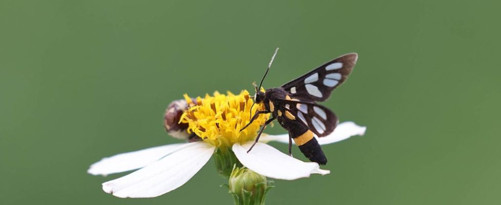 南鹿蛾 Amata sperbius