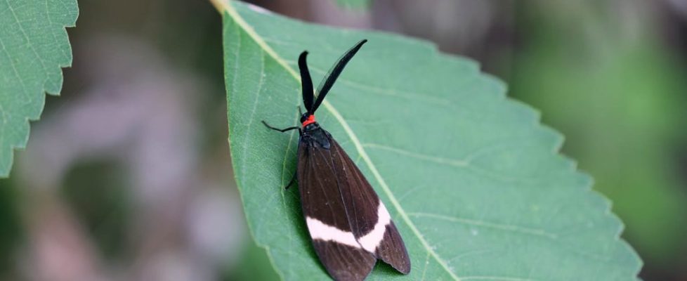 玉帶斑蛾 Pidorus atratus