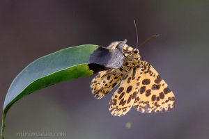 虎紋長翅尺蛾 Obeidia tigata