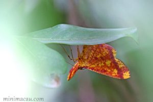 赤粉尺蛾 Eumelea biflavata