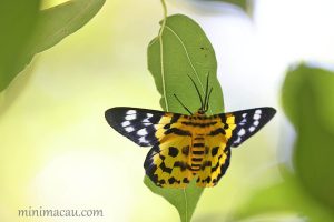 豹尺蛾 Dysphania militaris