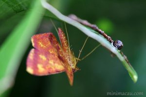 赤粉尺蛾 Eumelea biflavata