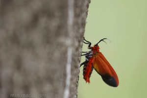 朱紅毛斑蛾 Phauda flammans