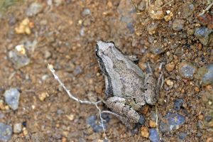 飾紋姬蛙 Microhyla ornata