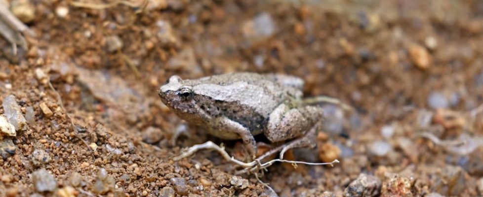 飾紋姬蛙 Microhyla ornata