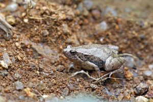 飾紋姬蛙 Microhyla ornata