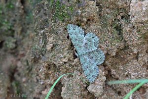 鋸紋四星尺蛾 Ophthalmitis herbidaria