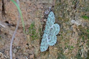 鋸紋四星尺蛾 Ophthalmitis herbidaria