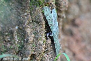 鋸紋四星尺蛾 Ophthalmitis herbidaria