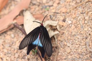重陽木螢斑蛾 Histia flabellicornis