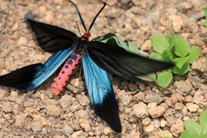 重陽木螢斑蛾 Histia flabellicornis