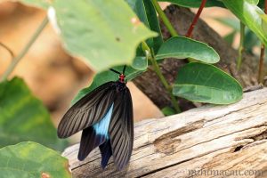 重陽木螢斑蛾 Histia flabellicornis