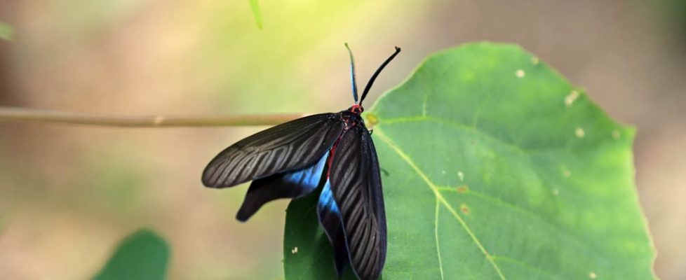 重陽木螢斑蛾 Histia flabellicornis