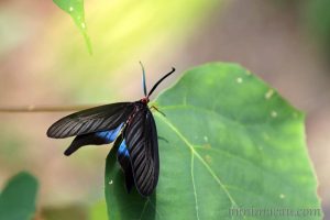 重陽木螢斑蛾 Histia flabellicornis