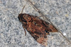 鬼面天蛾 Acherontia lachesis