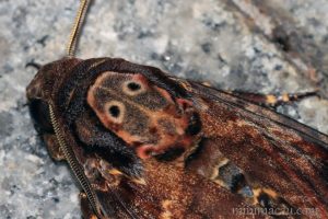 鬼面天蛾 Acherontia lachesis