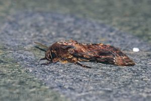 鬼面天蛾 Acherontia lachesis