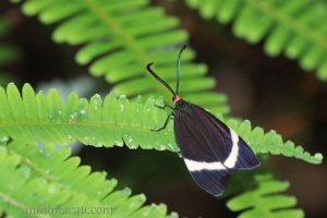 玉帶斑蛾 Pidorus atratus