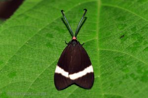 玉帶斑蛾 Pidorus atratus
