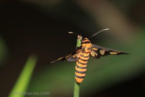 多紋鹿蛾 Amata polymita