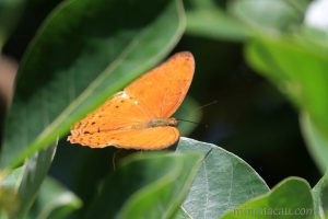 幸運轆蛺蝶 Cirrochroa tyche