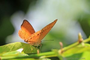 幸運轆蛺蝶 Cirrochroa tyche