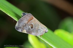 廣翅蠟蟬 Ricania sp.