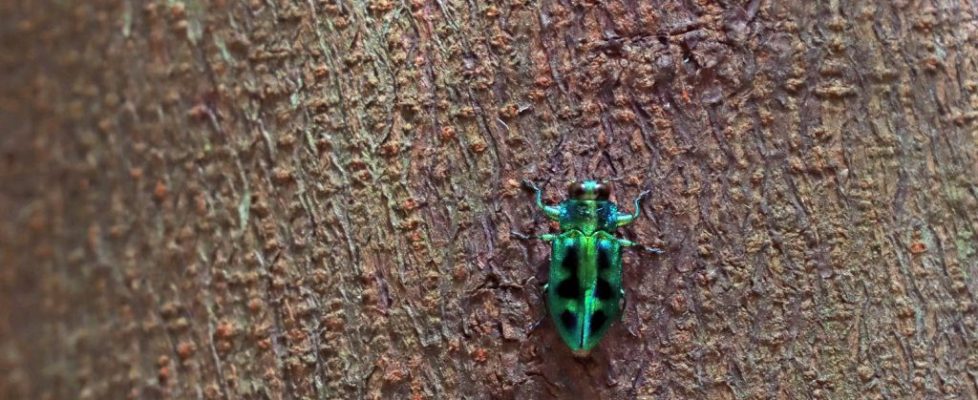 琉璃六星吉丁蟲 Chrysobothris sauteri