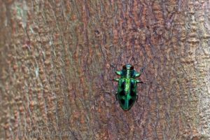 琉璃六星吉丁蟲 Chrysobothris sauteri