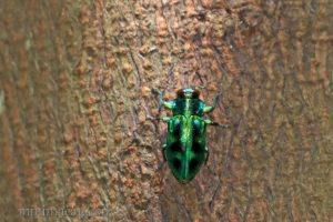 琉璃六星吉丁蟲 Chrysobothris sauteri