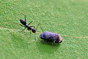 赭點扁葉蟬 Penthimia maculosa