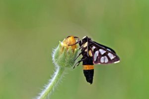 南鹿蛾 Amata sperbius