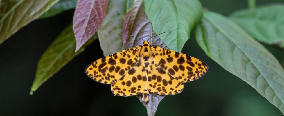 虎紋長翅尺蛾 Obeidia tigata