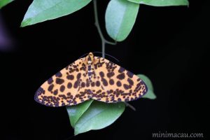 虎紋長翅尺蛾 Obeidia tigata