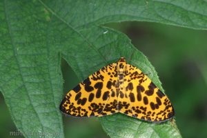 虎紋長翅尺蛾 Obeidia tigata